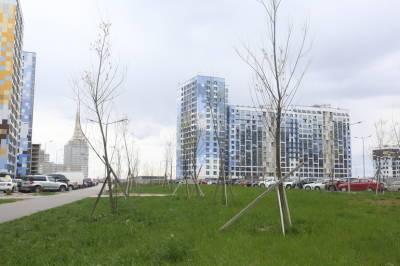 В апреле Петербург стал гуще на 5000 деревьев