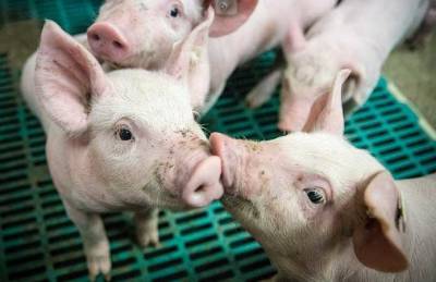 Названы самые мощные производители свинины в Украине