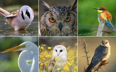 BirdLife Cyprus проведет онлайн-трансляцию о жизни перелетных птиц