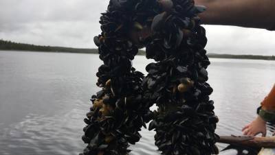 На Беломорском побережье Карелии возьмутся за выращивание мидий