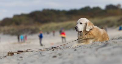 Пускать ли собак в кафе и на пляж: калининградцы высказались за и против