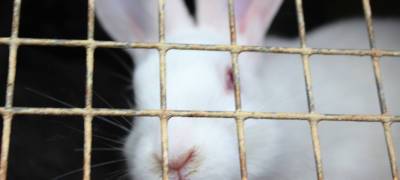 Жительница Карелии по пьяни украла пять живых кроликов