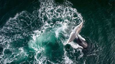 Ученый назвал способы защитить китообразных