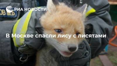 В Москве спасли лису с лисятами