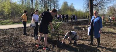 Жители Петрозаводска активно озеленяют город