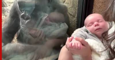 Горилла нашла общий язык с человеческим младенцем: видео