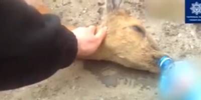 На трассе Сумы - Полтава детеныш оленя попал под колеса машины, его спасли полицейские, видео - ТЕЛЕГРАФ