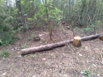 В управлении экологии Воронежа подтвердили законность вырубки аварийных деревьев в парке Оптимист