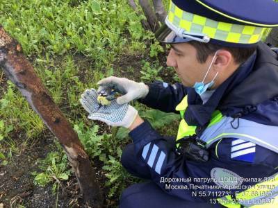 Дорожный патруль спас птенчика синицы на юго-востоке Москвы