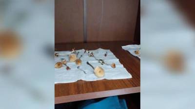 Борисовчанин выращивал галлюциногенные грибы в своей квартире