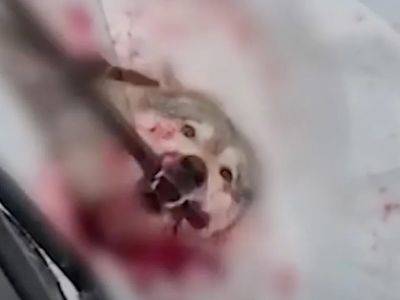 Жестокое убийство депутатом волка вызвало новую проверку