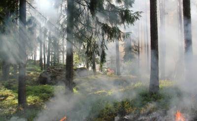 Меньше чем за месяц в Ленобласти произошло 19 лесных пожаров