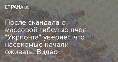 После скандала с массовой гибелью пчел "Укрпочта" уверяет, что насекомые начали оживать. Видео