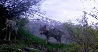 Серые волки "угодили" в видеоловушки в Вайоц Дзоре – редкие кадры