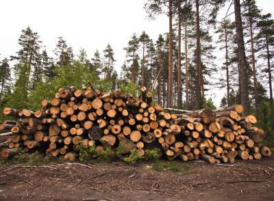 Минлесхоз прокомментировал новости о массовой вырубке леса