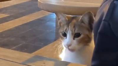 Милота дня: бездомная кошка включила все свое очарование и обрела семью (Видео)