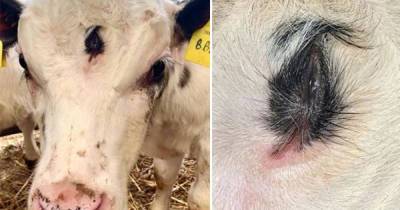В Великобритании родился теленок-мутант с тремя глазами