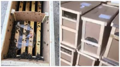 Мертвые пчелы загудели: часть "умерших" насекомых из грузовика Укрпочты ожила
