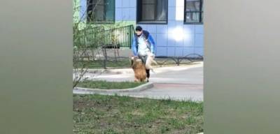 На Крыленко мужчина бил собаку другим псом, чтобы заставить ходить её на задних лапах