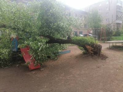 В Смоленске дерево упало на детскую площадку