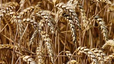 Антироссийские санкции заставили Латвию увеличить закупку зерна из России