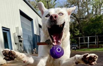 Девушка запечатлела на фото, как ее собака ловит мяч – снимок рассмешил Сеть