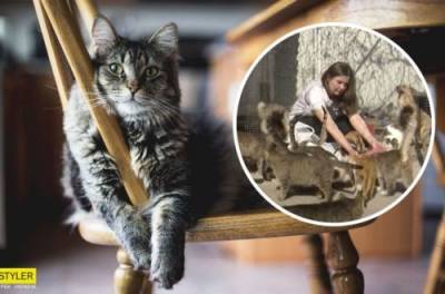 "Сердце не выключишь": украинка приютила в своем доме 70 котов