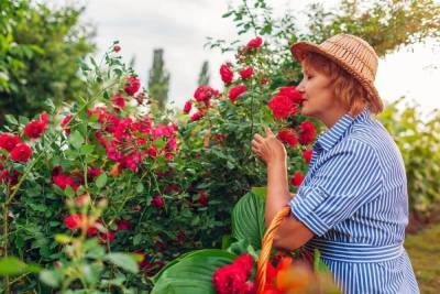 Ароматные розы – лучшие сорта для вашего сада - skuke.net