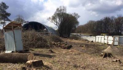 На Львовщине незаконно срезали более 140 деревьев