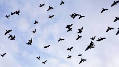 Сезон миграции: сохраняется высокий риск столкновения птиц с самолетами