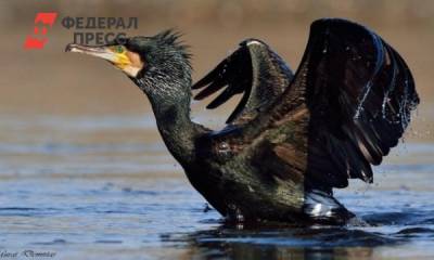 К чему приведут экологические ограничения на Байкале: выживут не все