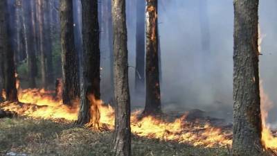 В Тюменской области стремительно растет площадь лесных пожаров