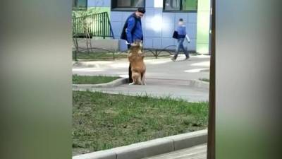 В Петербурге задержали живодера, избившего собак на глазах у прохожих - piter.tv - Санкт-Петербург