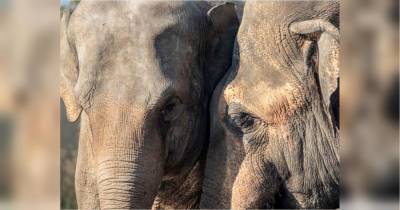 В Індії блискавка вбила 18 слонів