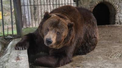 На Закарпатье после операции умер медведь Юра, которого освободили из косовского отеля