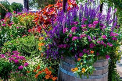 Что посадить в цветнике, чтобы наполнить сад незабываемым ароматом