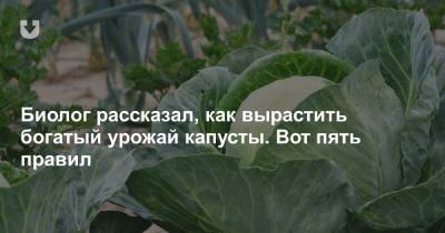 Биолог рассказал, как вырастить богатый урожай капусты. Вот пять правил