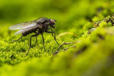 Ученые установили способность мух разносить коронавирус