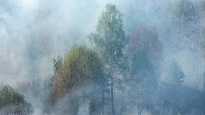 Вильфанд предупредил о высоком риске лесных пожаров в Сибири и на Урале
