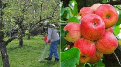 Чем подкормить яблоню, чтобы собрать крупные, ароматные и вкусные плоды