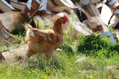 Россельхознадзор снова оштрафовал «Боровскую птицефабрику» на ₽150 тыс. за куриный помет