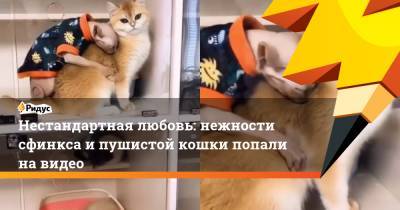 Нестандартная любовь: нежности сфинкса и пушистой кошки попали на видео