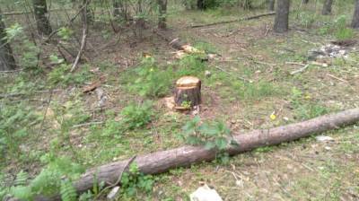 Вырубка деревьев в воронежском парке «Оптимист» оказалась законной
