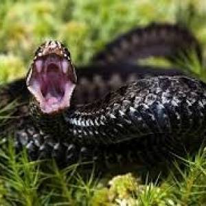 В Запорожской области змея укусила семилетнего мальчика