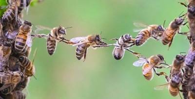 В самом деле воскресли! 8 миллионов пчел, погибших в ящиках при пересылке Укрпочтой, через день ожили! Все как одна!