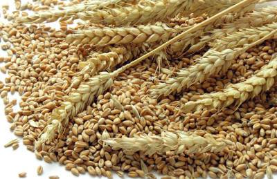 Украинский экспорт зерна прошел 40-миллионный рубеж