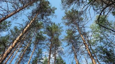 На части территорий Удмуртии ввели запрет на посещение лесов