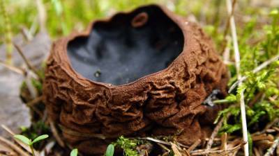 Редкий краснокнижный гриб вырос в заповеднике Кировской области