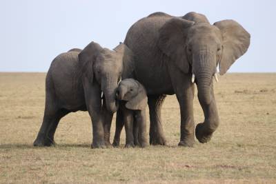 Власти обеспокоены: в лесу в Индии нашли мертвым большое стадо диких слонов