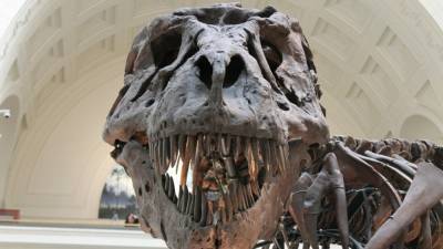Палеонтологи открыли новый вид древнейших динозавров
